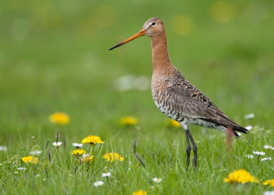 Grutto in bloemenveld